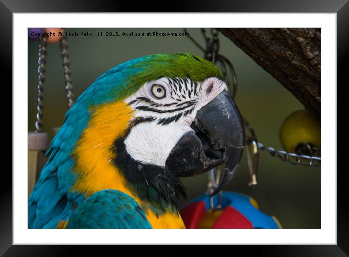 Macaw Portrait Framed Mounted Print by NKH10 Photography