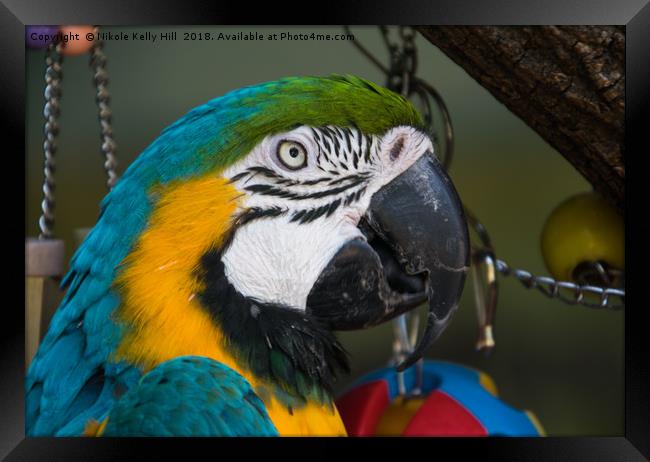 Macaw Portrait Framed Print by NKH10 Photography