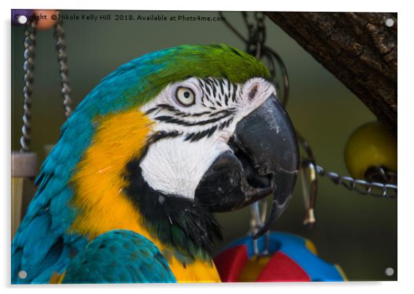 Macaw Portrait Acrylic by NKH10 Photography