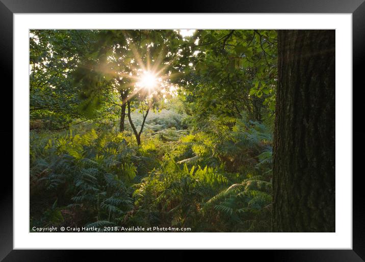 Local Woodland Evening Stroll Framed Mounted Print by Craig Hartley