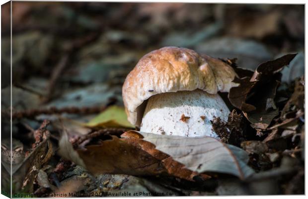 Porcini mushroom in the woods Canvas Print by Fabrizio Malisan