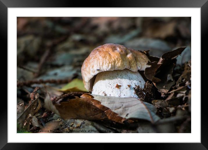 Porcini mushroom in the woods Framed Mounted Print by Fabrizio Malisan