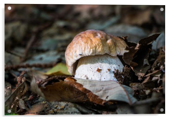 Porcini mushroom in the woods Acrylic by Fabrizio Malisan