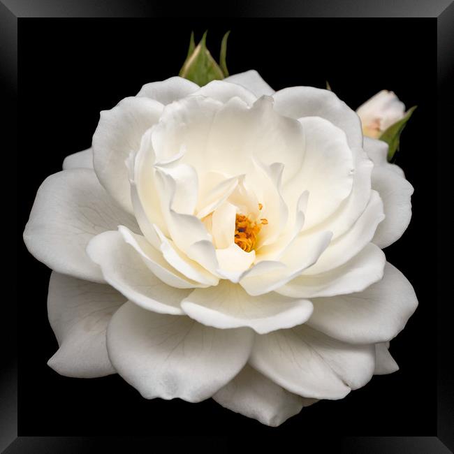 Elegant White Rose in Full Bloom Framed Print by Jeremy Sage