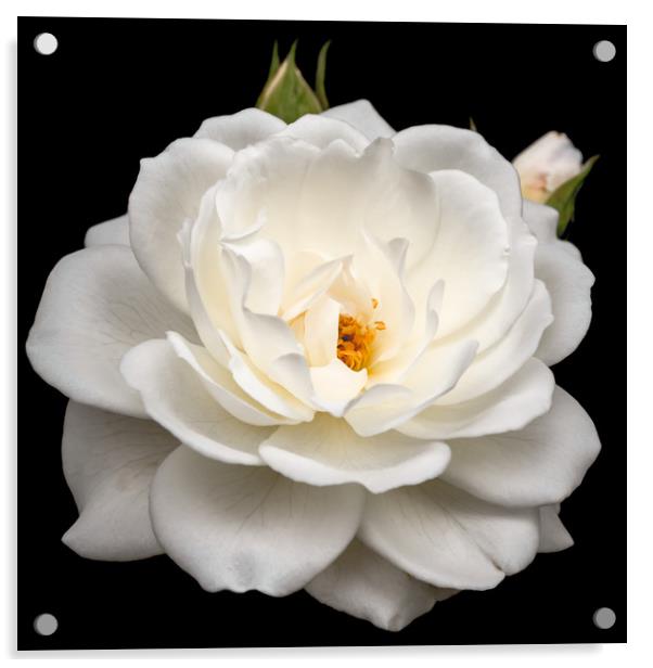 Elegant White Rose in Full Bloom Acrylic by Jeremy Sage