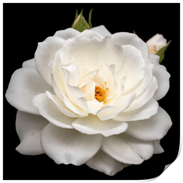 Elegant White Rose in Full Bloom Print by Jeremy Sage