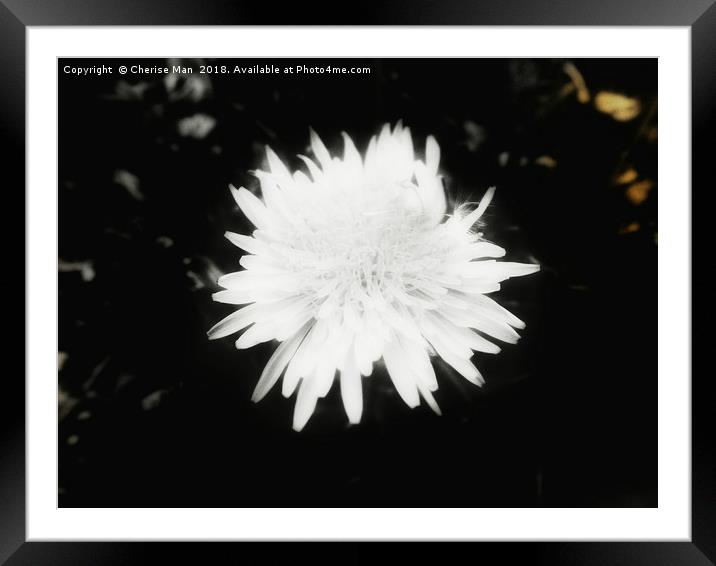 Black and white yellow dandelion flower canvas Framed Mounted Print by Cherise Man