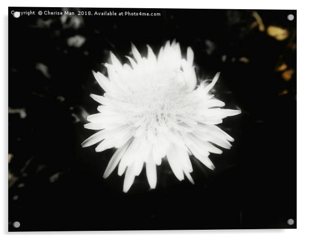 Black and white yellow dandelion flower canvas Acrylic by Cherise Man