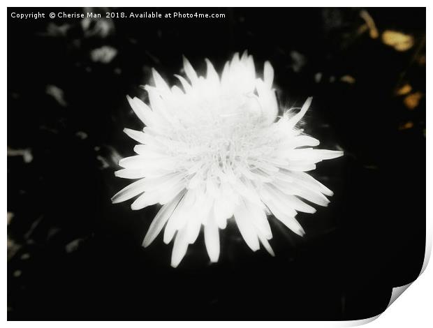 Black and white yellow dandelion flower canvas Print by Cherise Man