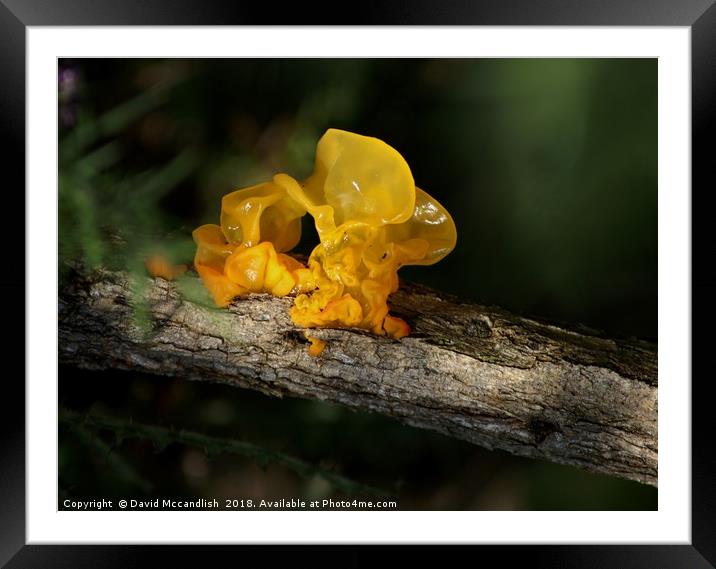 Witch's Butter Fungi                   Framed Mounted Print by David Mccandlish