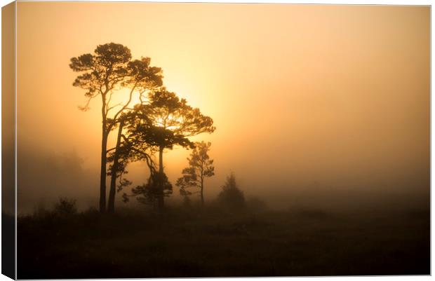 Misty Sunrise Canvas Print by Dave Wragg