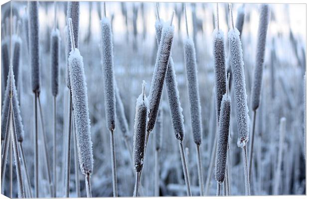 Bullrushes in the snow Canvas Print by David McFarland