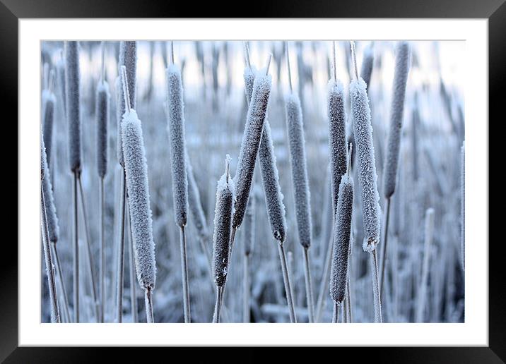 Bullrushes in the snow Framed Mounted Print by David McFarland