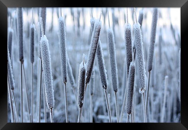 Bullrushes in the snow Framed Print by David McFarland