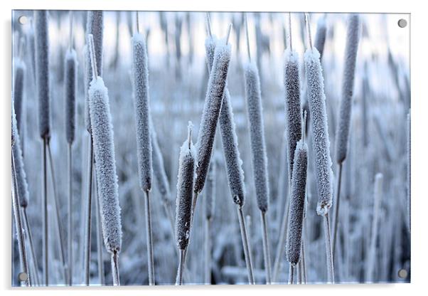 Bullrushes in the snow Acrylic by David McFarland