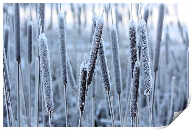 Bullrushes in the snow Print by David McFarland
