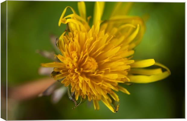 Withering Dandy Canvas Print by Robert McCristall