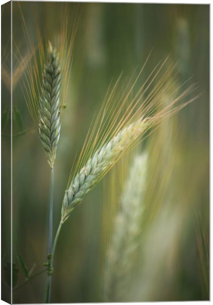 Wheat Field Canvas Print by Robert McCristall