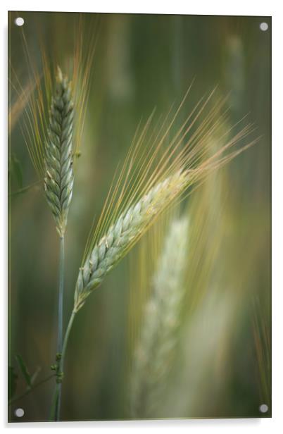 Wheat Field Acrylic by Robert McCristall
