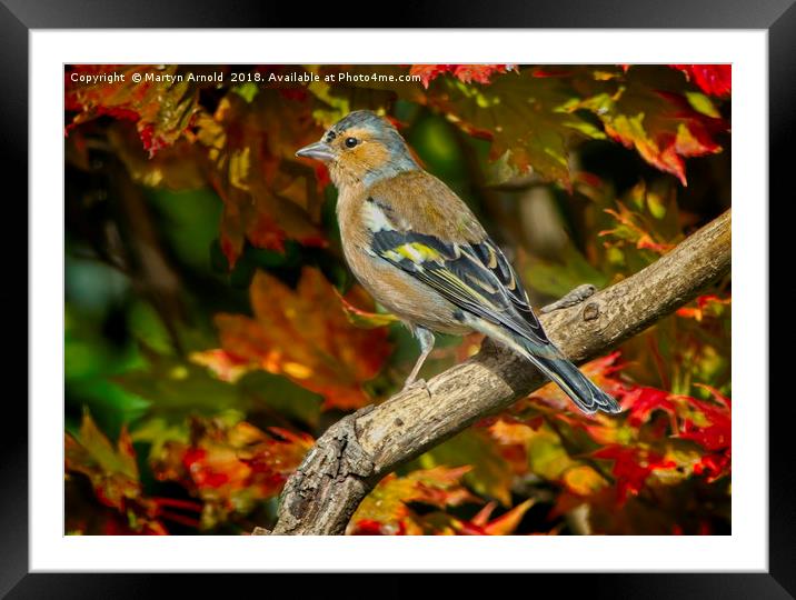 Male Chaffinch in Autumn   (Fringilla coelebs) Framed Mounted Print by Martyn Arnold