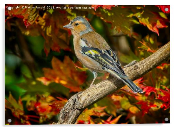 Male Chaffinch in Autumn   (Fringilla coelebs) Acrylic by Martyn Arnold