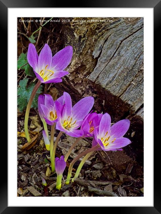 Autumn Crocus ( Colchicum autumnale ) Framed Mounted Print by Martyn Arnold