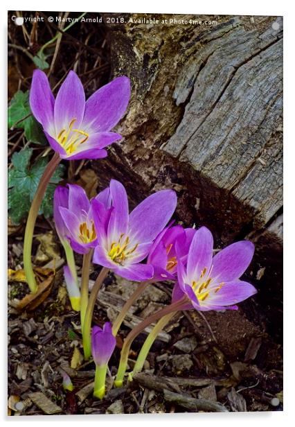 Autumn Crocus ( Colchicum autumnale ) Acrylic by Martyn Arnold