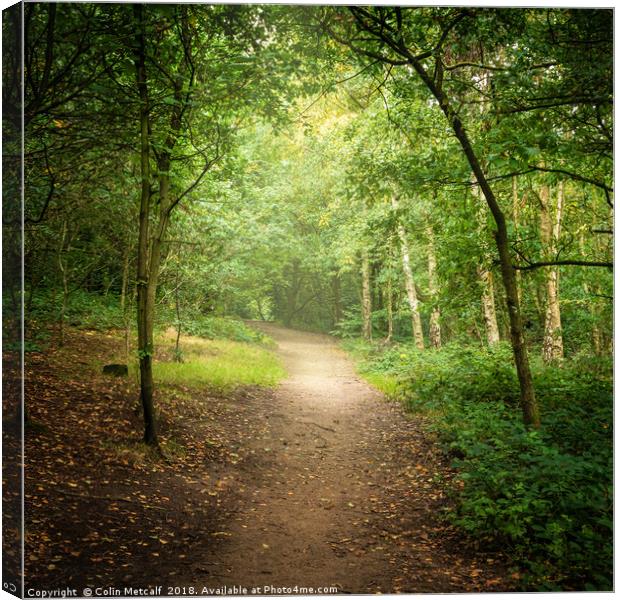 Illuminated Woodland Clearing, Hunger Hills Canvas Print by Colin Metcalf