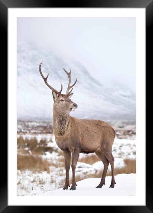 Monarch of the Glen Framed Mounted Print by Robert McCristall