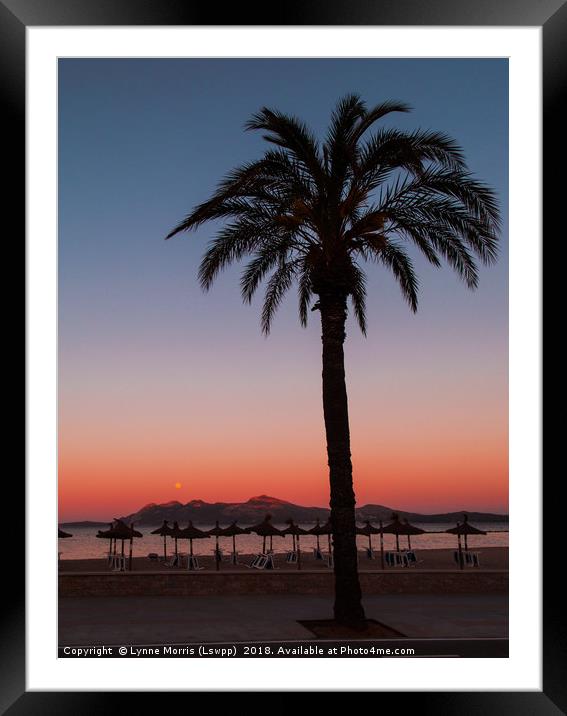 Palm At Sunset Framed Mounted Print by Lynne Morris (Lswpp)