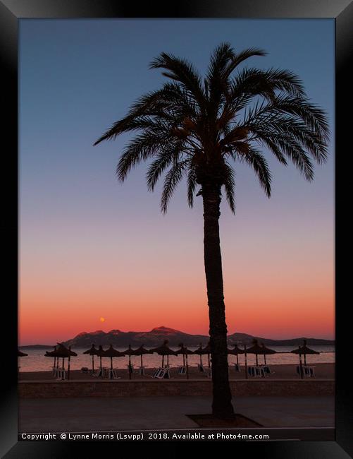 Palm At Sunset Framed Print by Lynne Morris (Lswpp)