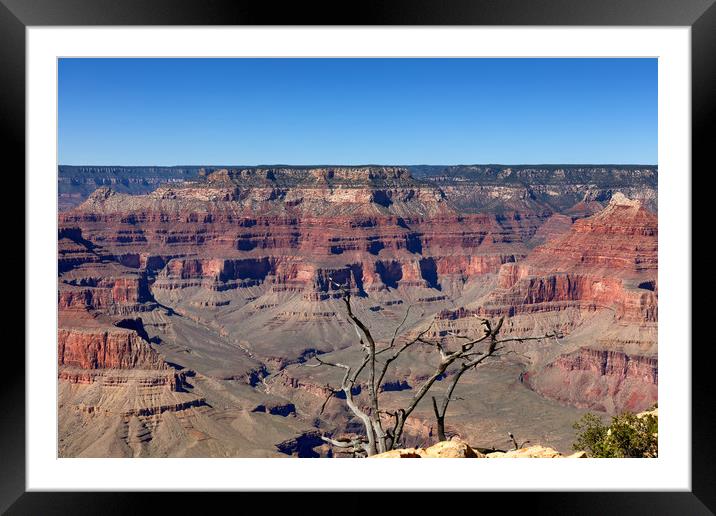 Scenic view of Grand Canyon with dead tree in fore Framed Mounted Print by Thomas Baker