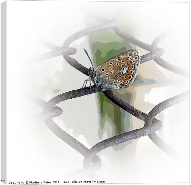 butterfly on fence Canvas Print by Marinela Feier