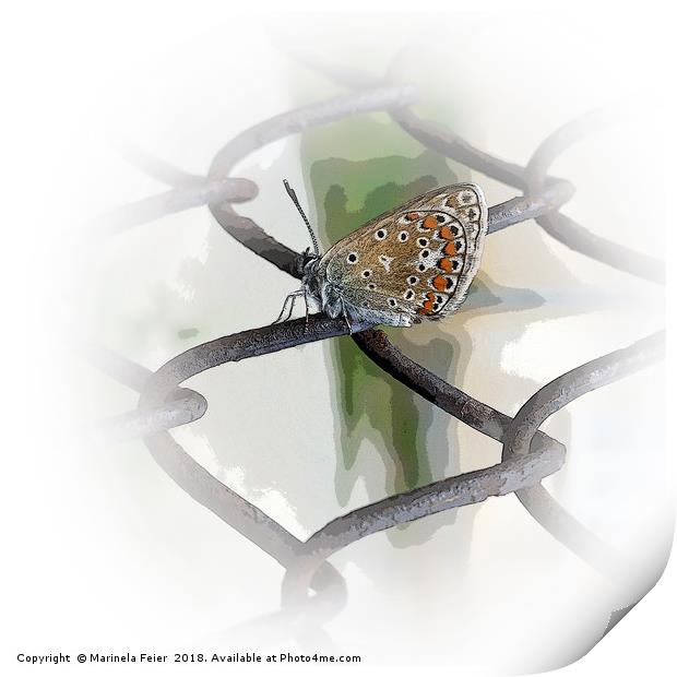 butterfly on fence Print by Marinela Feier