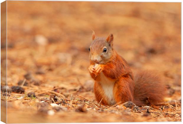 Red squirrel having a bite to eat Canvas Print by Jonathan Thirkell