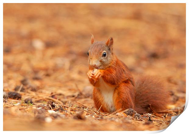 Red squirrel having a bite to eat Print by Jonathan Thirkell