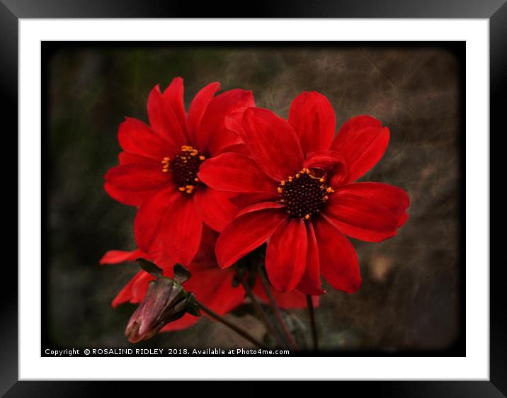 "Rustic Dahlias" Framed Mounted Print by ROS RIDLEY