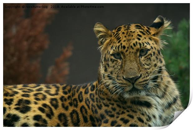 Young Amur Leopard Print by rawshutterbug 