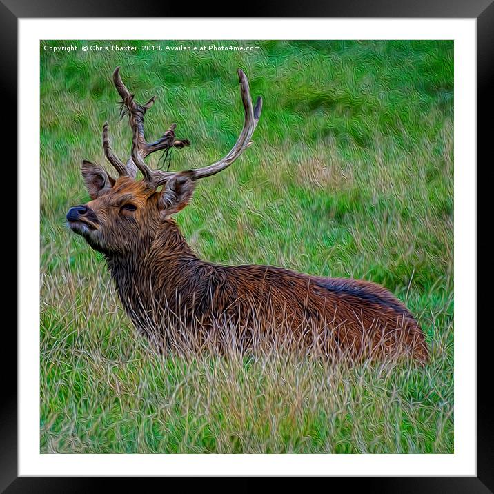 Majestic Red Deer Stag Resting in the Wild Framed Mounted Print by Chris Thaxter