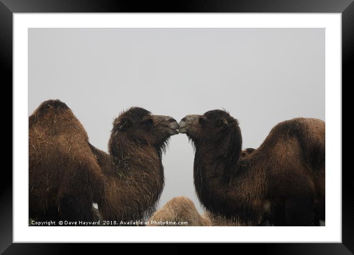 Love got the Hump Framed Mounted Print by Dave Hayward