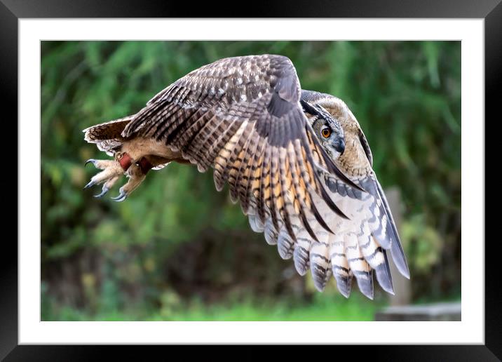 Eagle owl Framed Mounted Print by Sam Smith