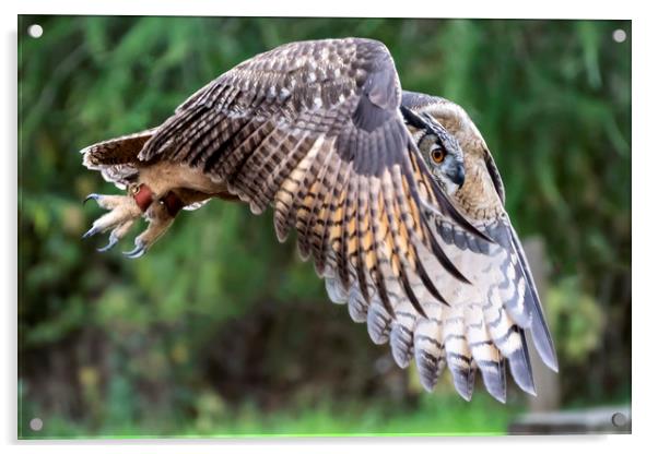 Eagle owl Acrylic by Sam Smith