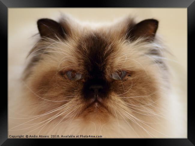 The Himalaya cat face with blue eyes. Framed Print by Andis Atvars