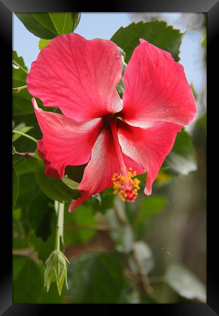 Red Hibiscus Framed Print by Carole-Anne Fooks
