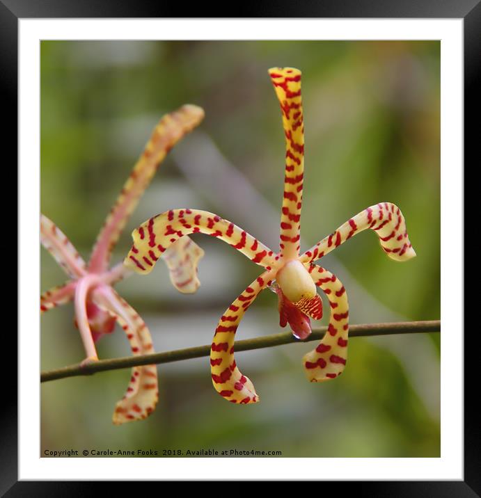 Epidendrum Orchid Framed Mounted Print by Carole-Anne Fooks