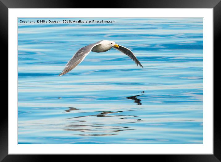 Gull Mirrored Framed Mounted Print by Mike Dawson