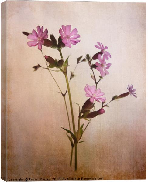 Red Campion Canvas Print by Robert Murray