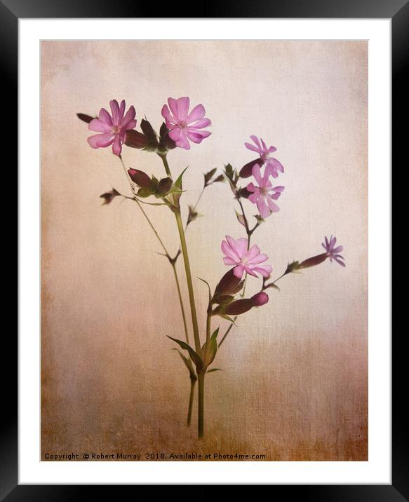 Red Campion Framed Mounted Print by Robert Murray