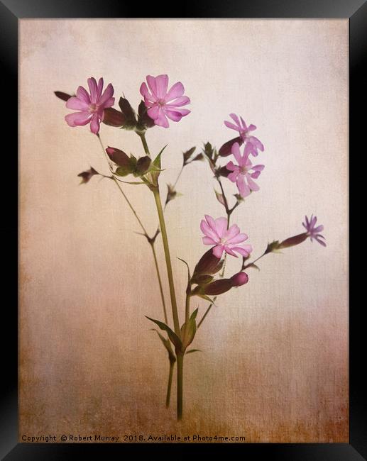 Red Campion Framed Print by Robert Murray