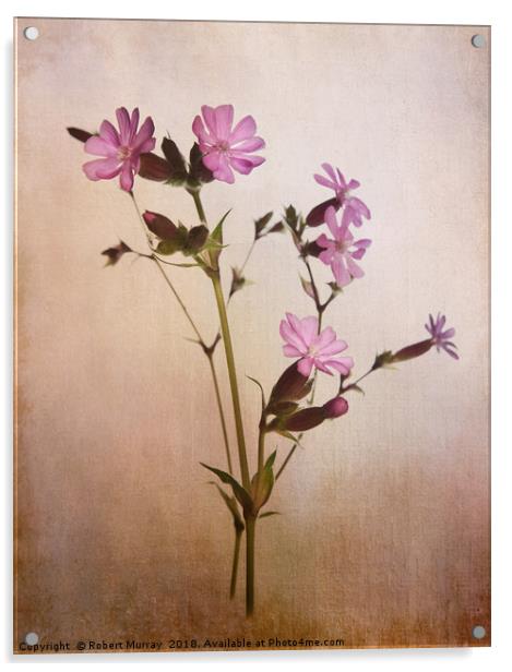 Red Campion Acrylic by Robert Murray